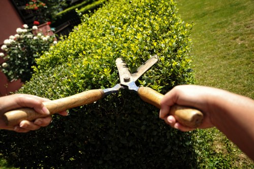 Local tree surgery team working on crown lifting for a property in Hainault
