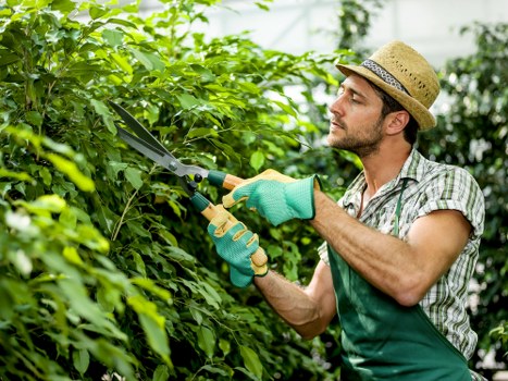 Local arborist assessing a tree for safe surgery near homes in Hainault