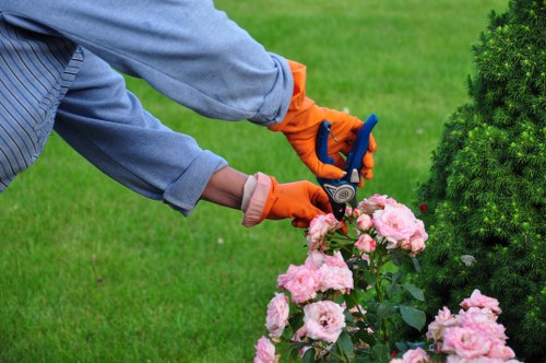 Free quote assessment for tree surgery near a busy Hainault street